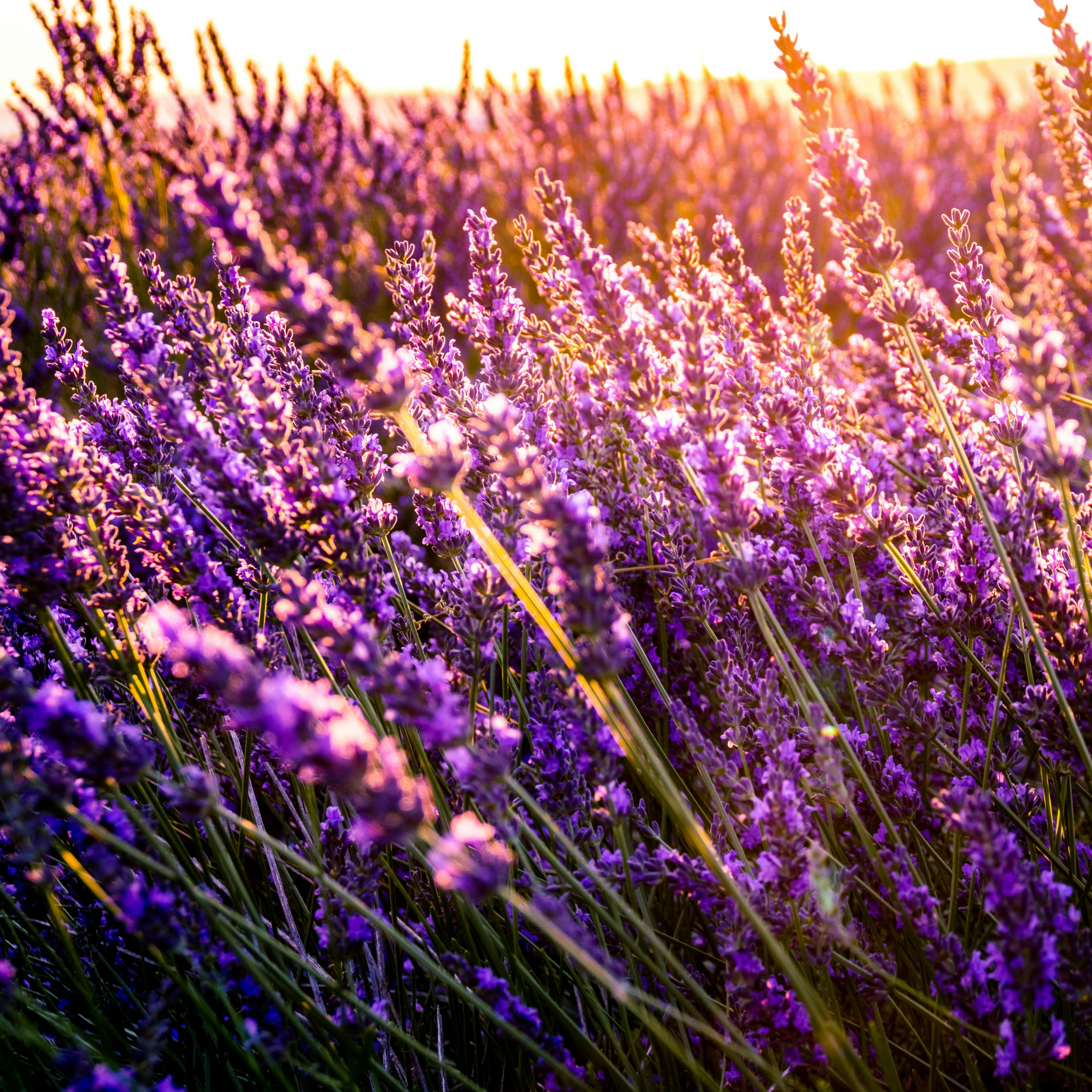 closeup photo of lavender bed