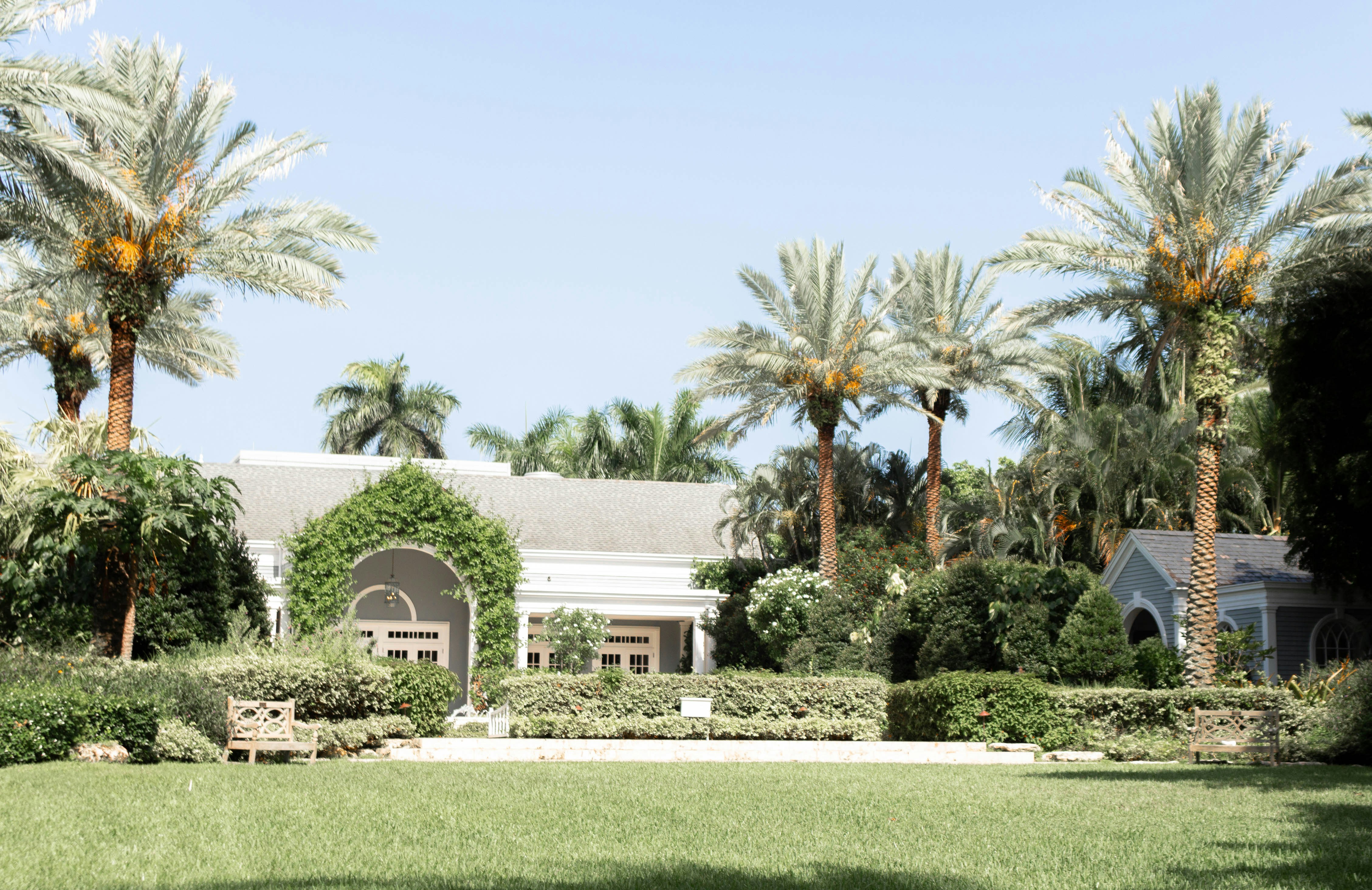 palm trees beside house