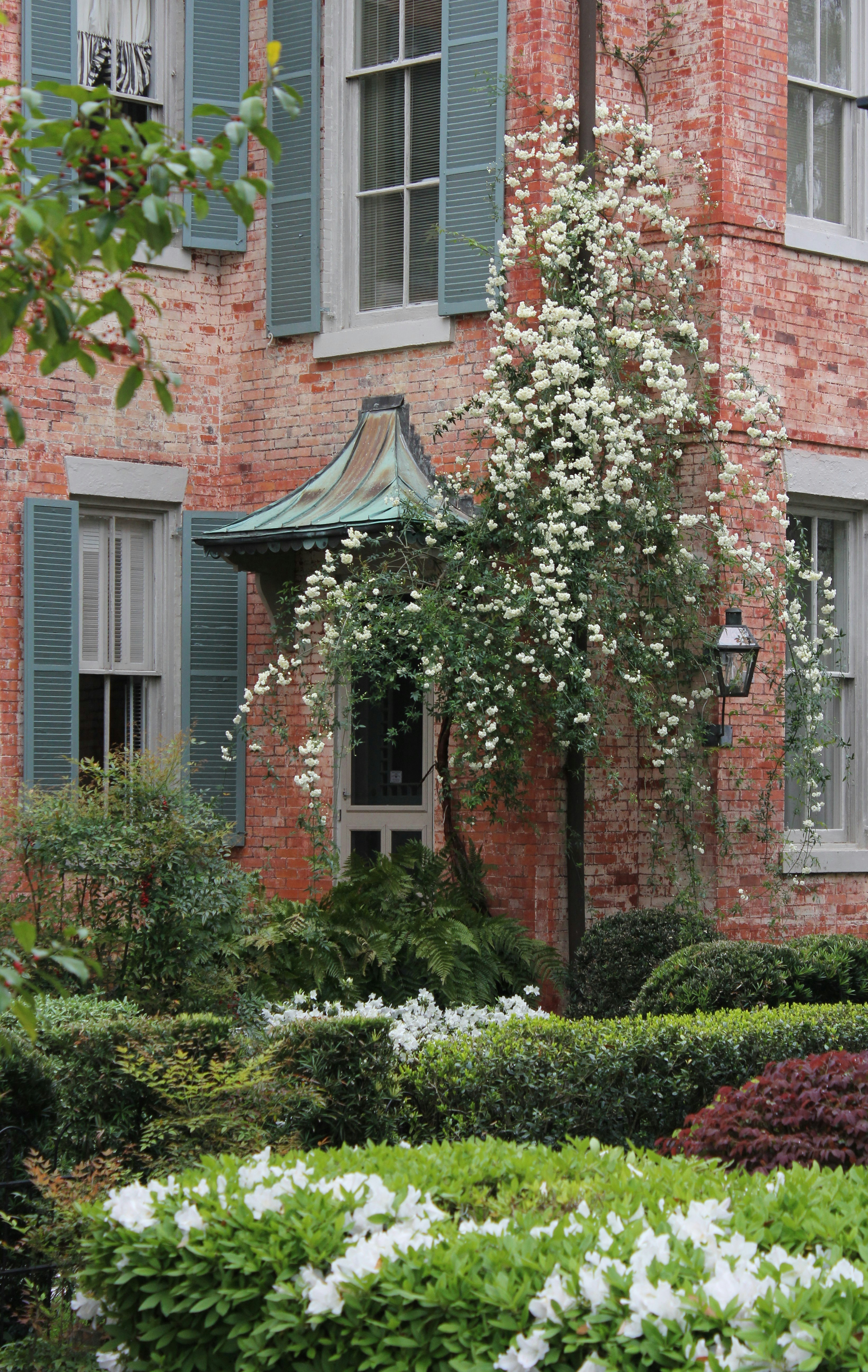 white petaled flowers on brown wall during daytime
