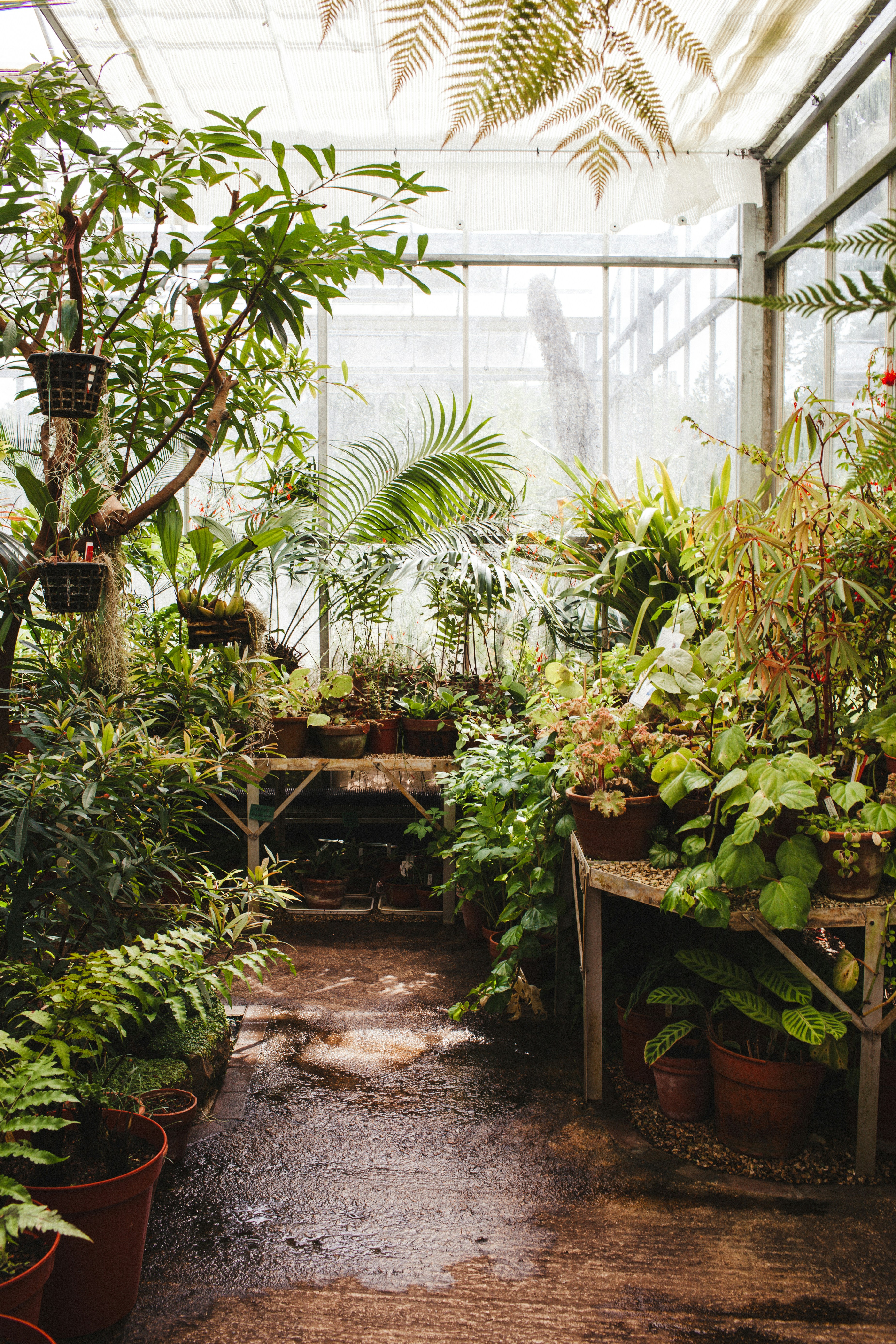 GREENHOUSE