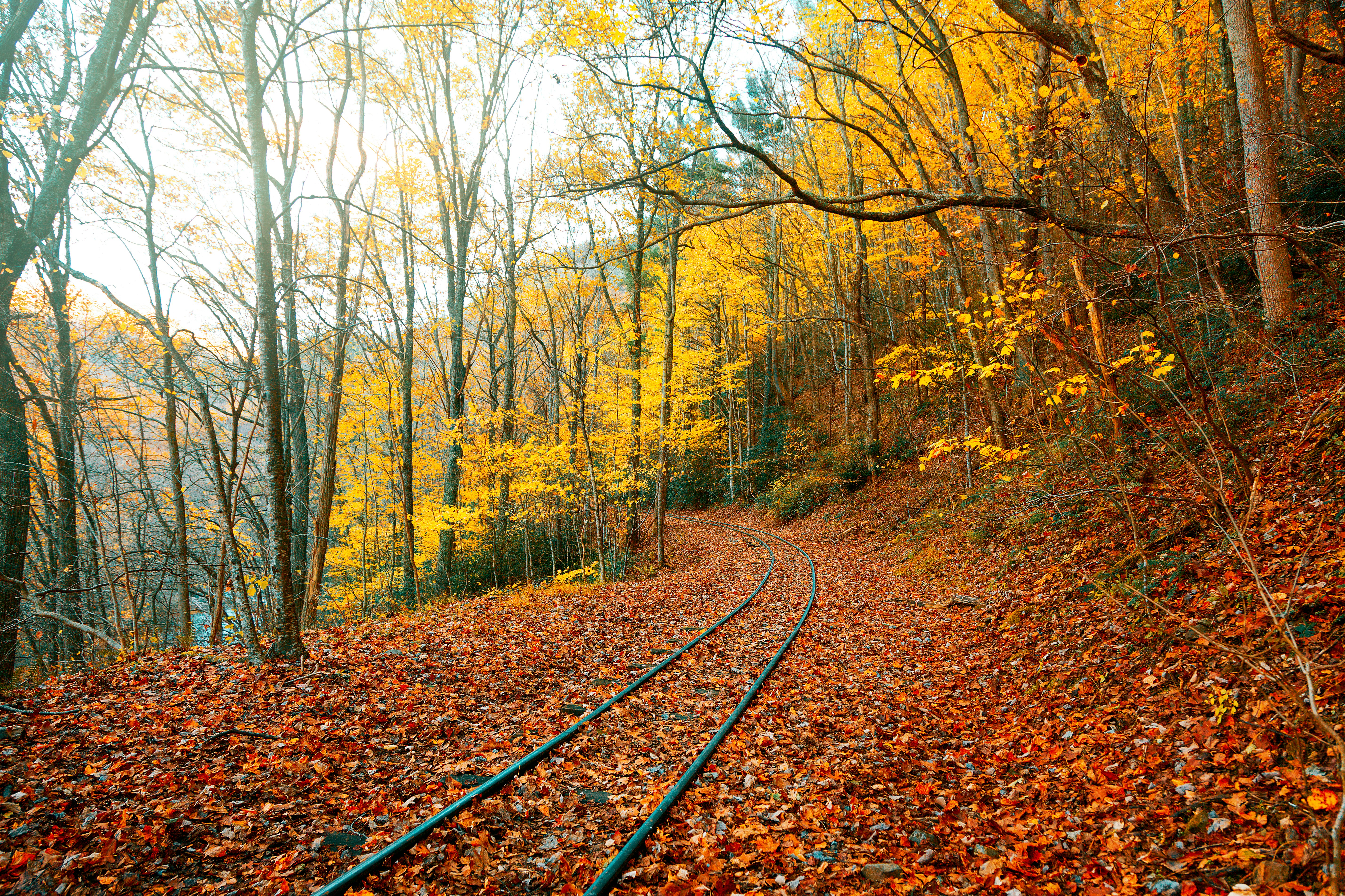 brown trees on brown soil