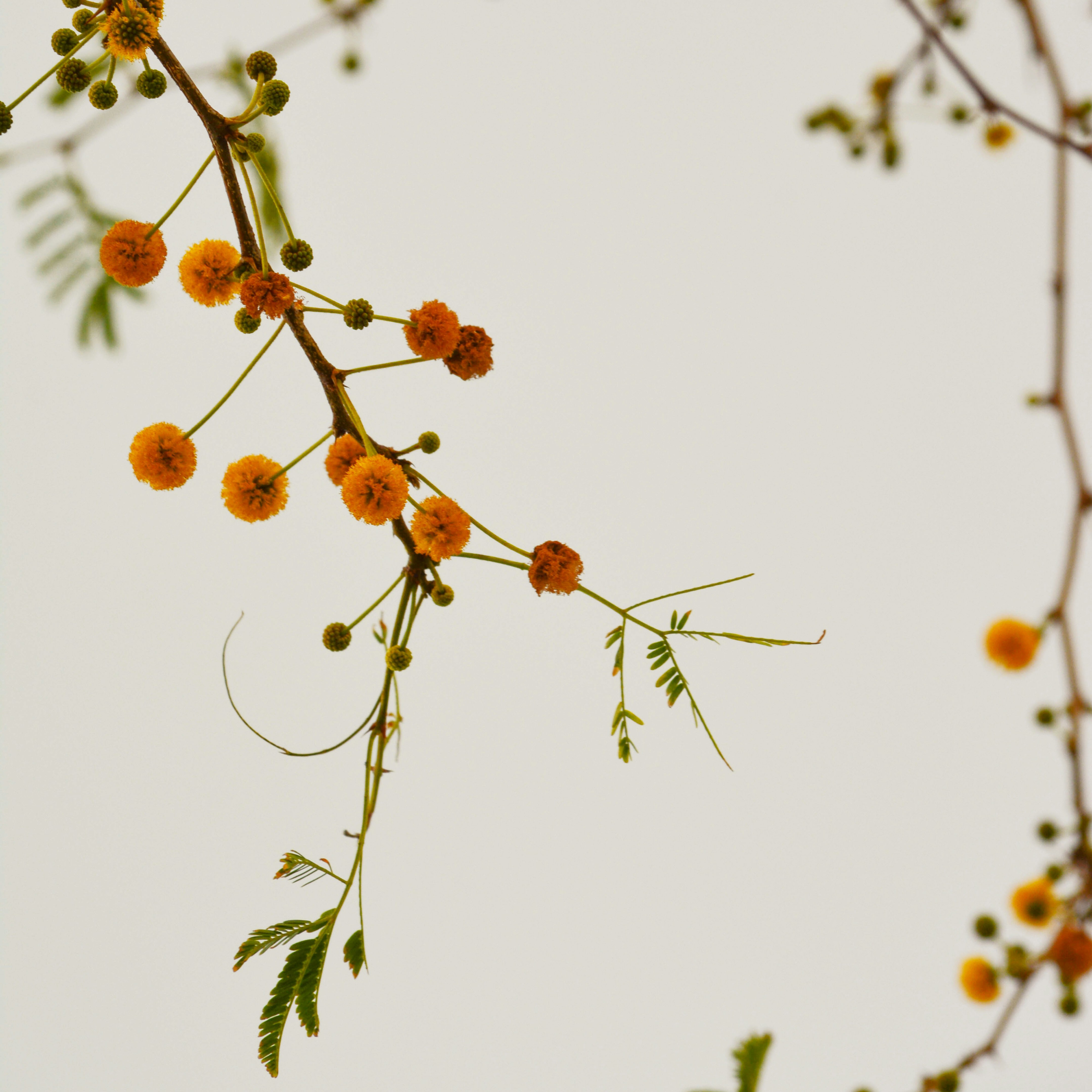 brown round fruits on tree branch