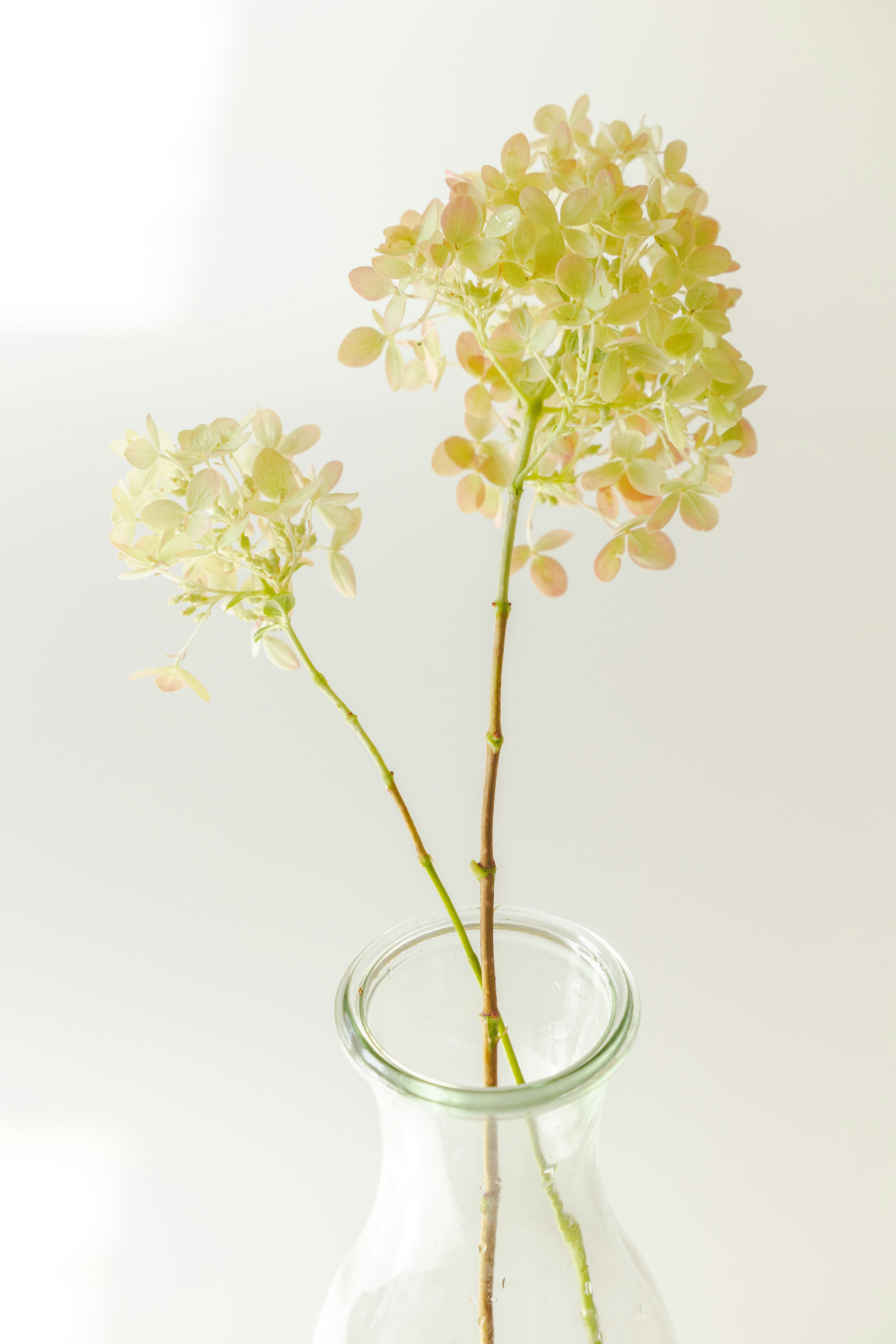 a vase with yellow flowers
