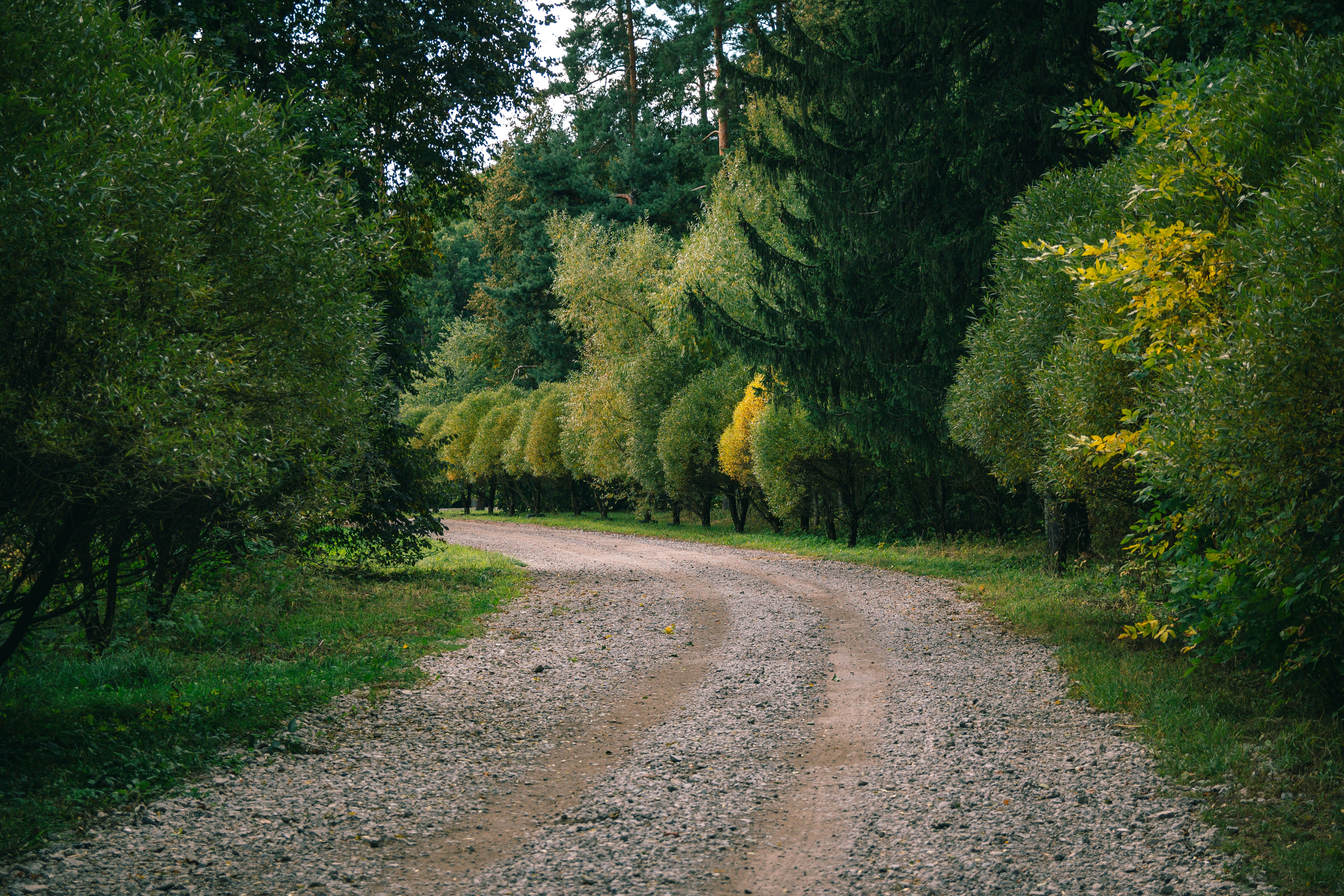 a dirt road surrounded by trees