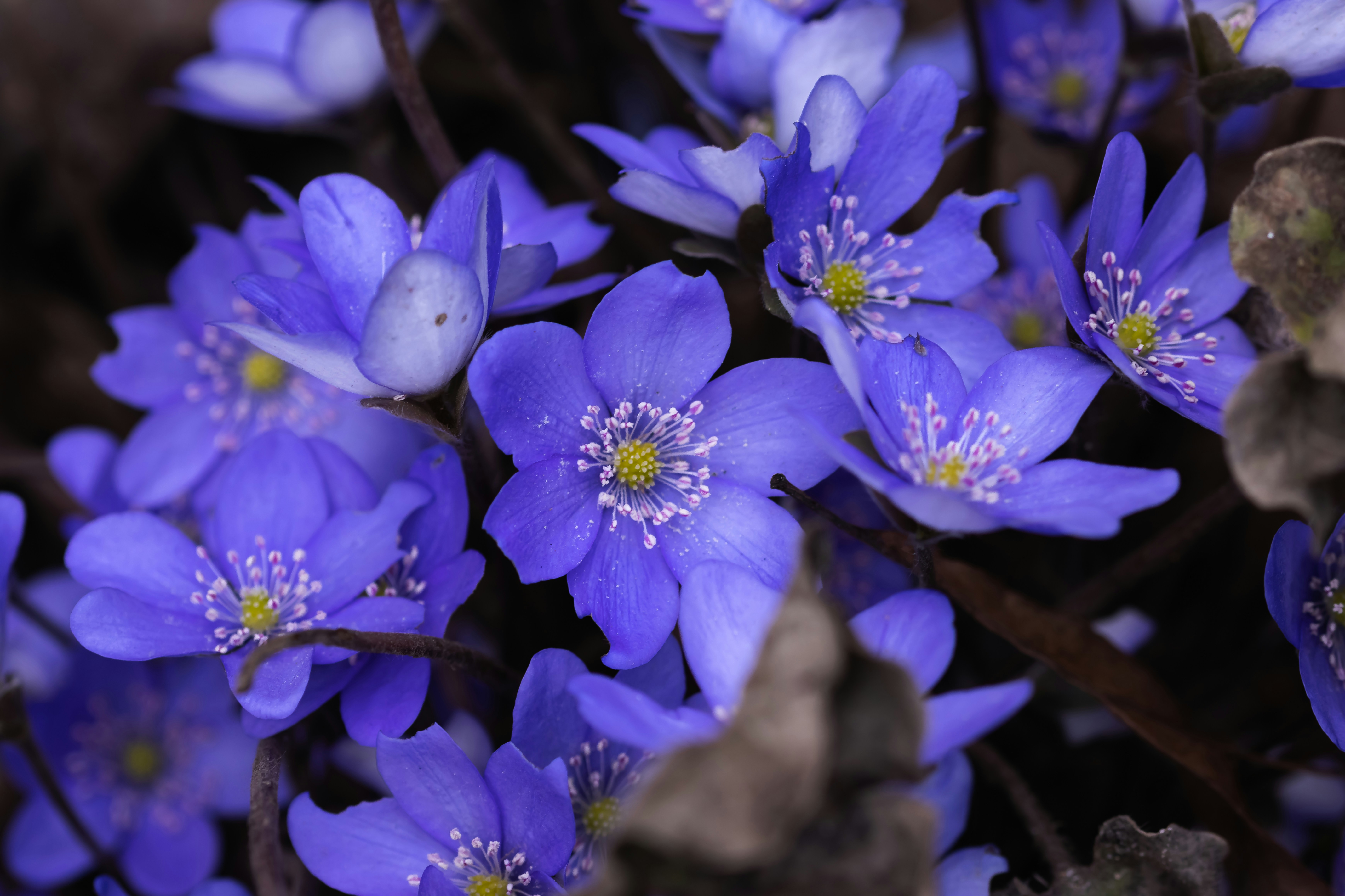hepatica