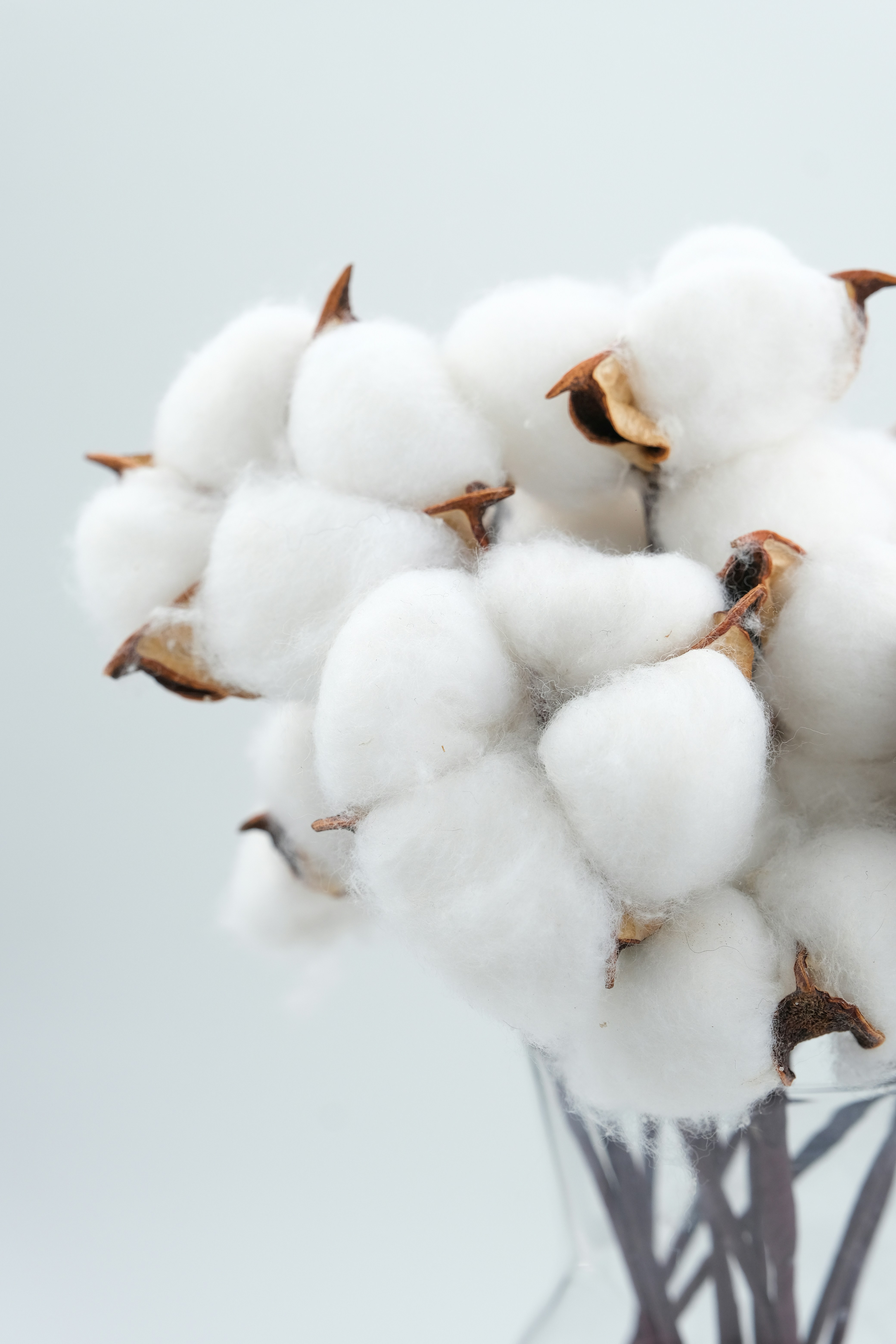 a bunch of cotton in a glass vase