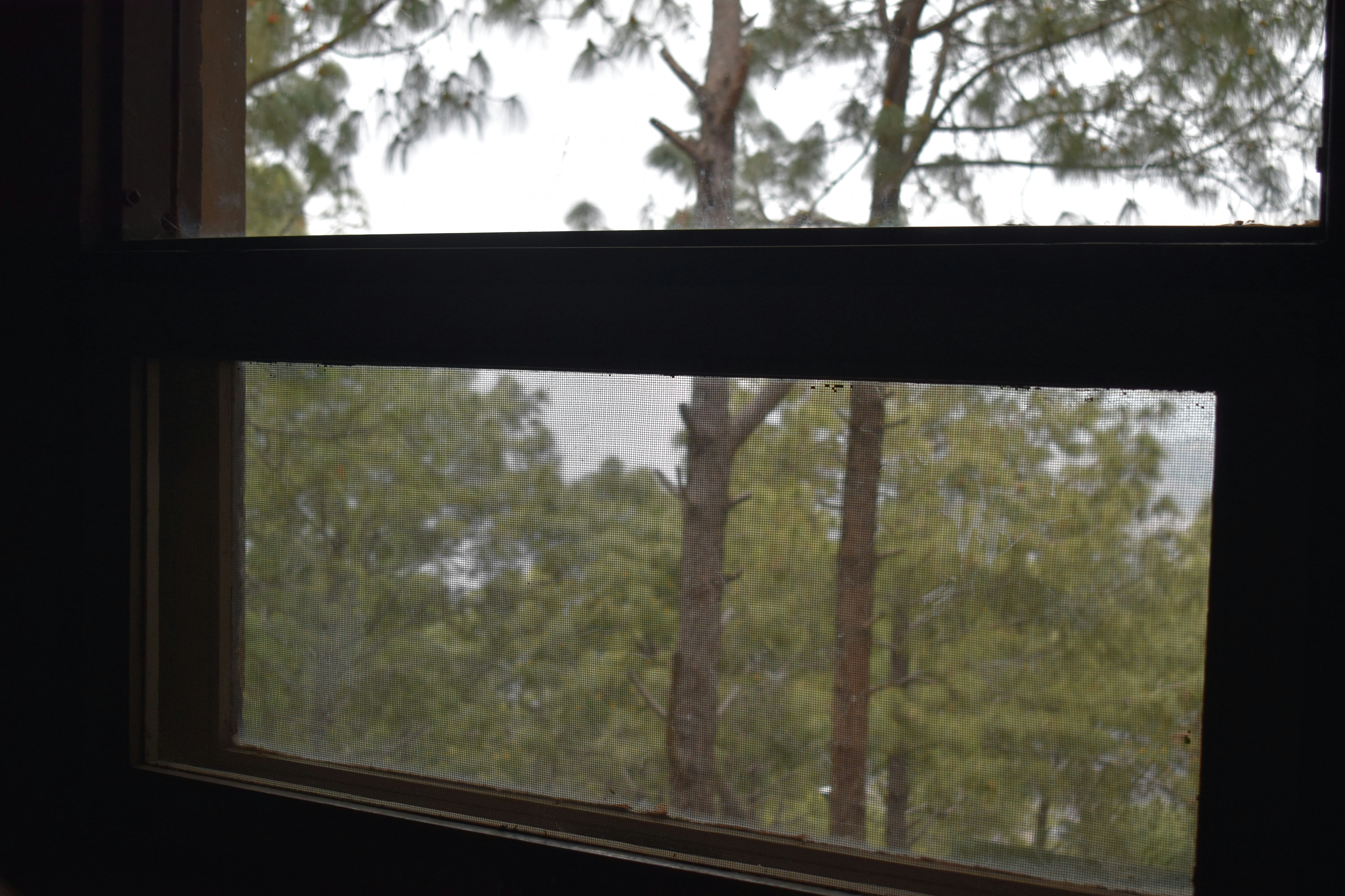 a view of a forest through a window