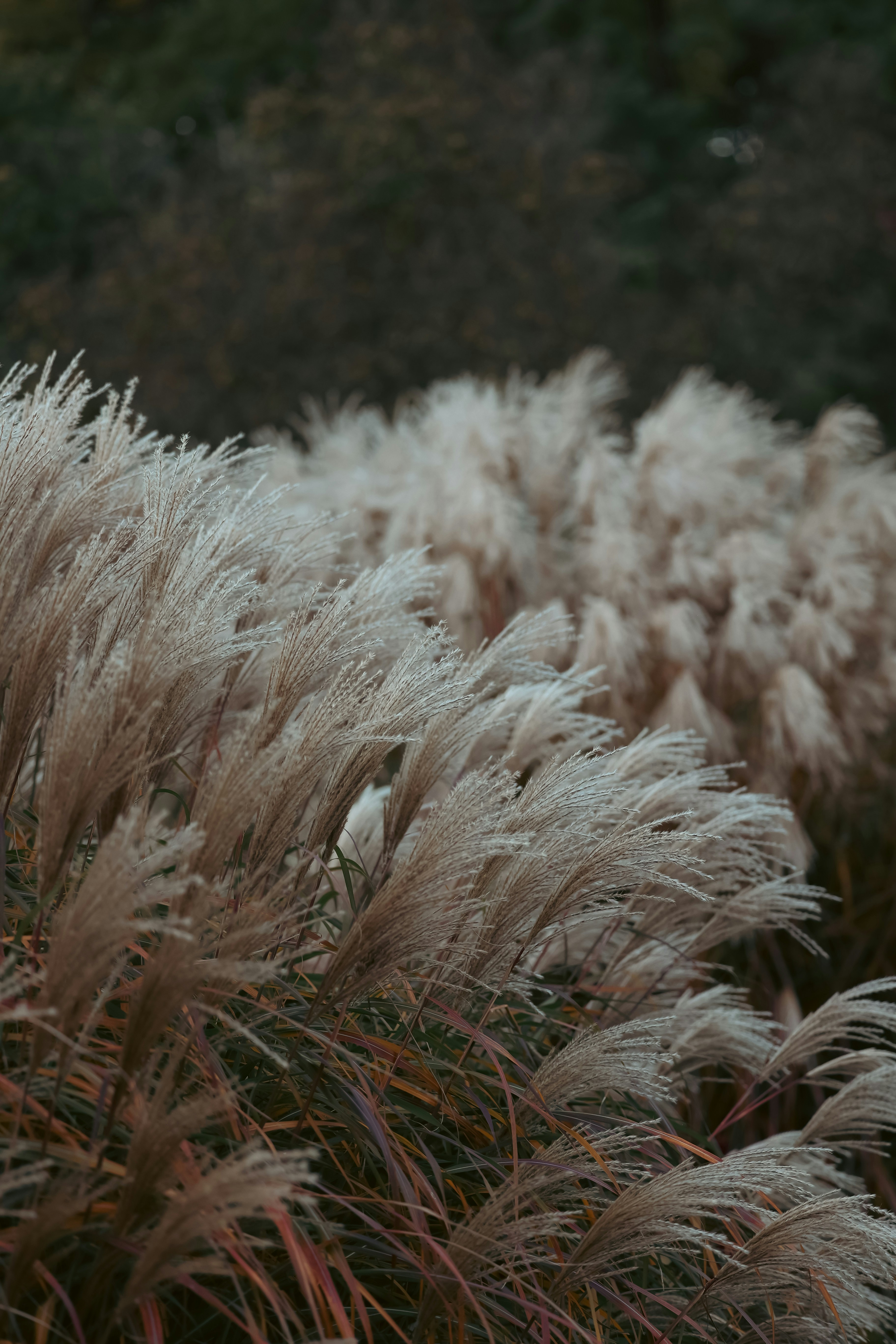 A field of tall grass with trees in the background