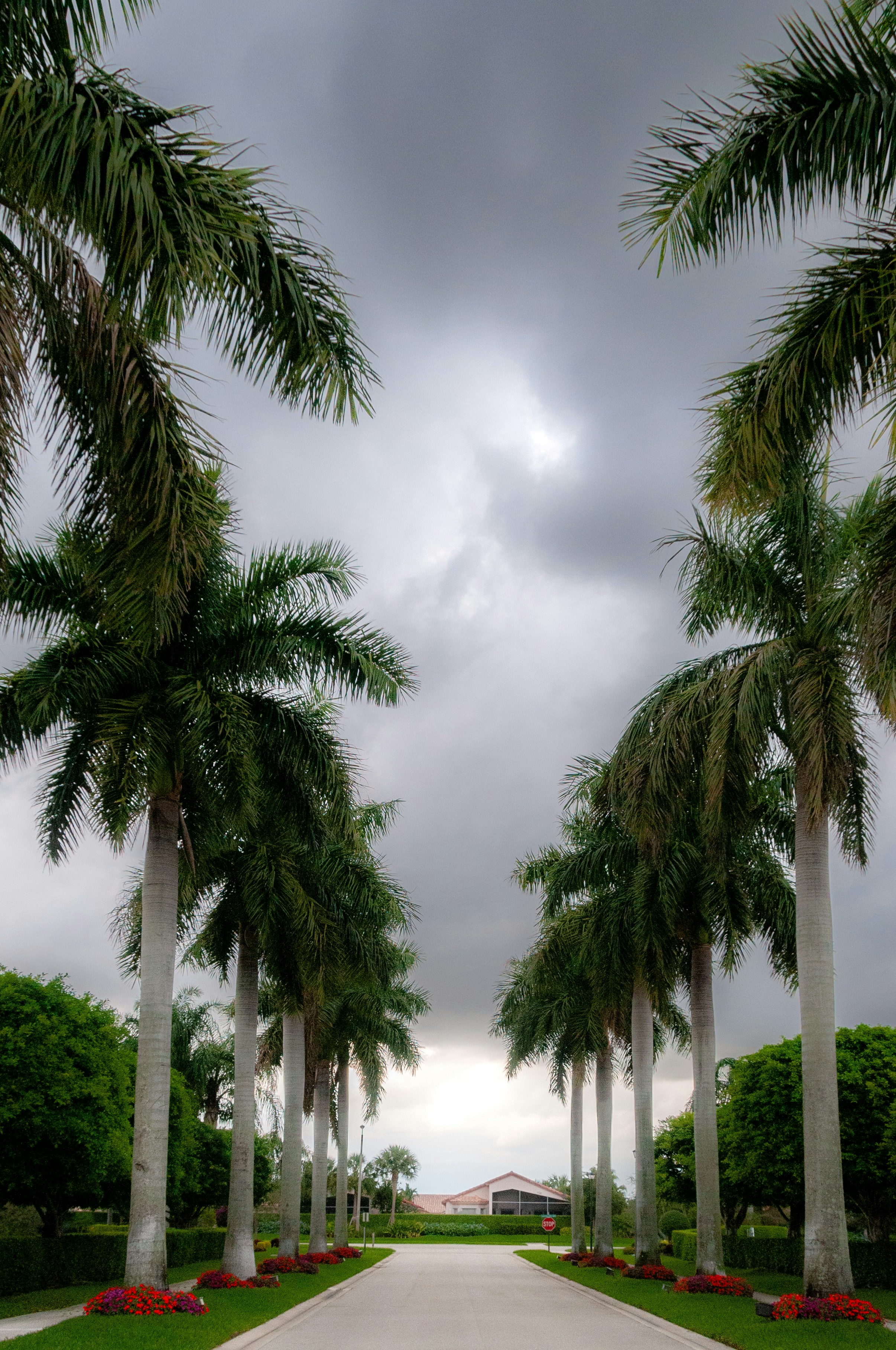 A palm tree lined driveway leading to a house