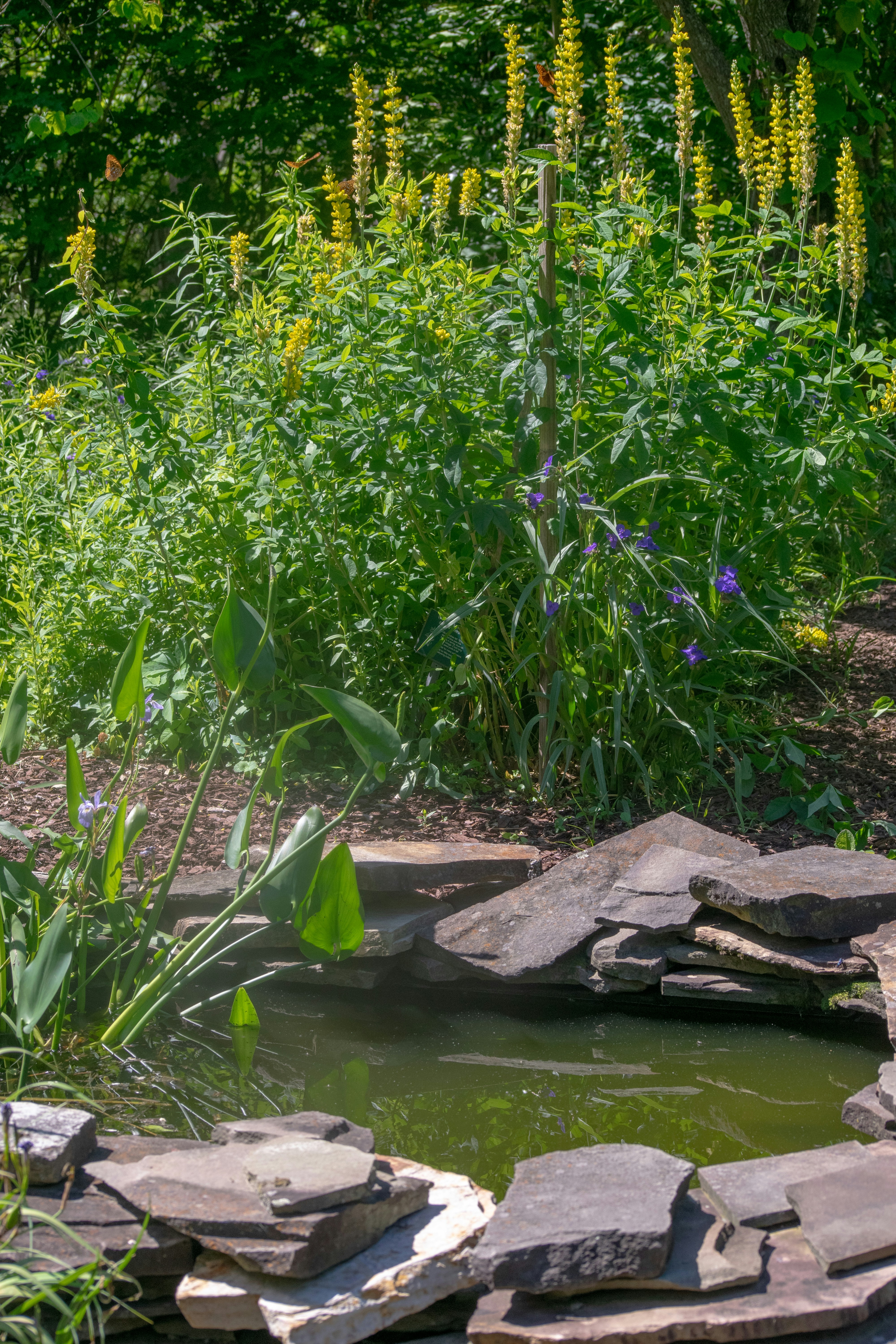 A tranquil garden pond with stacked rocks and yellow flowers.