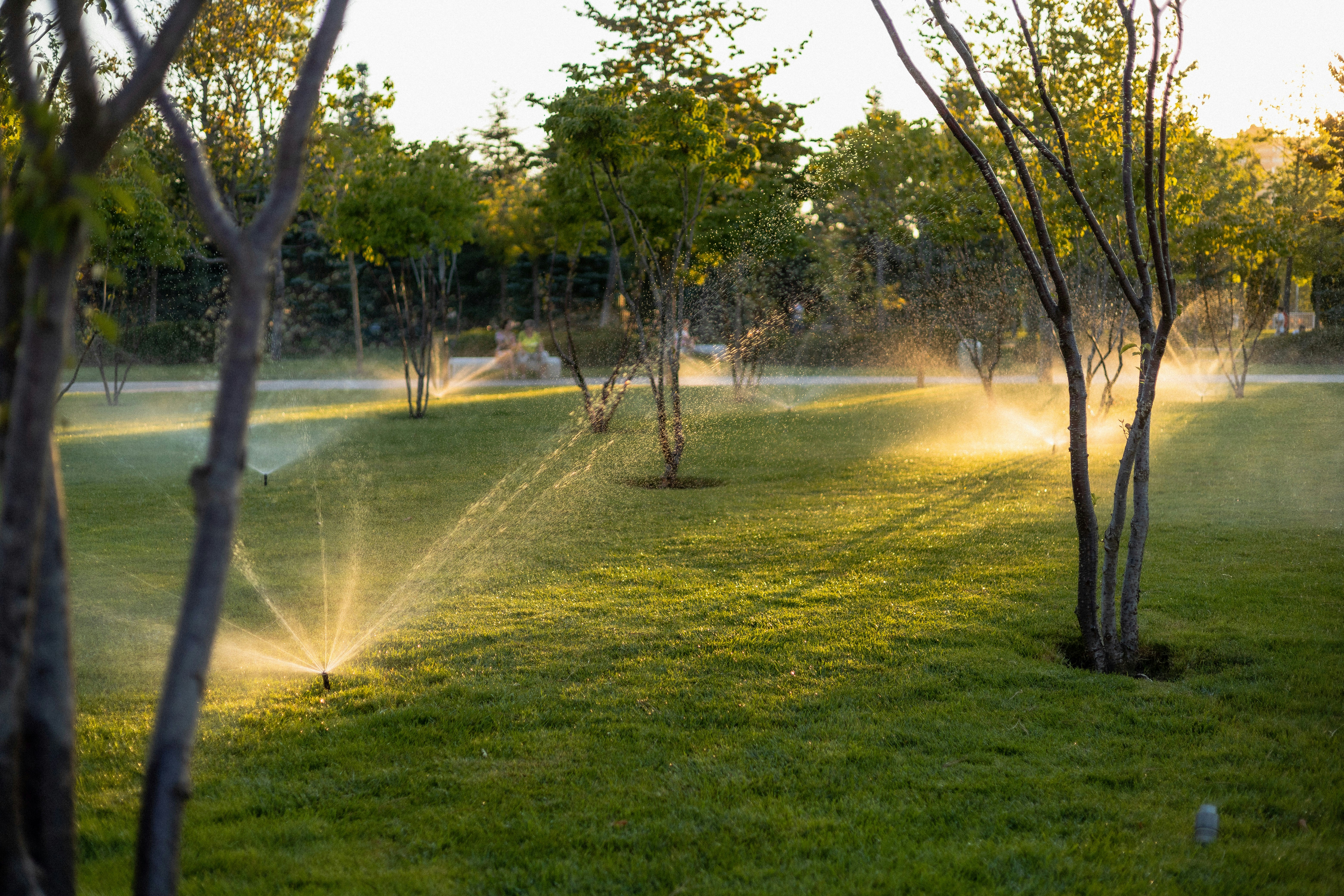 Water sprinklers spraying a green lawn among trees in the golden hour light